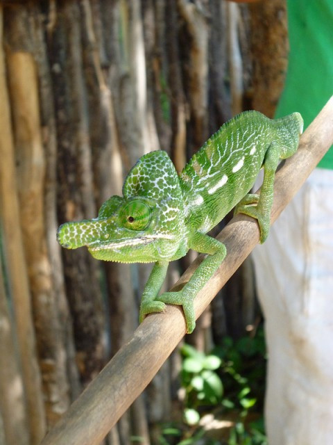 Khu vực miền tây Madagascar trải qua mùa mưa và mùa khô rõ rệt. Trong đó, mùa mưa cung cấp các điều kiện cần thiết để sinh tồn, chẳng hạn như thức ăn và nước. Trái lại, những thứ này trở nên khan hiếm hơn vào mùa khô. Ảnh: reptilefact.