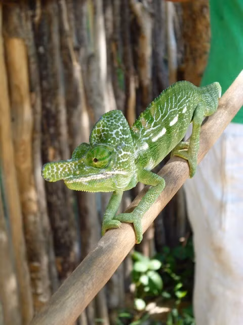 Khu vực miền tây Madagascar trải qua mùa mưa và mùa khô rõ rệt. Trong đó, mùa mưa cung cấp các điều kiện cần thiết để sinh tồn, chẳng hạn như thức ăn và nước. Trái lại, những thứ này trở nên khan hiếm hơn vào mùa khô. Ảnh: reptilefact.