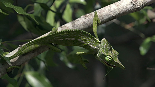 Vòng đời của tắc kè hoa Labord ngắn như vậy được các nhà nghiên cứu cho rằng đó là sự thích nghi sinh tồn của loài này trong điều kiện thời tiết khắc nghiệt ở miền tây Madagascar. Ảnh: reptilefact.