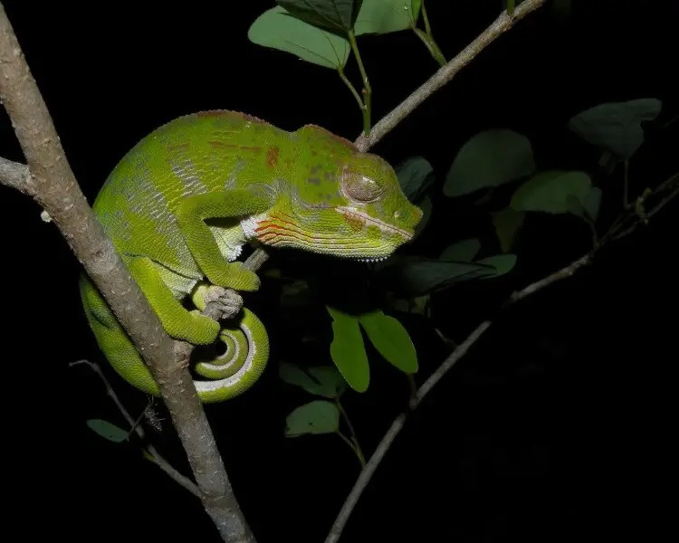 Các cá thể tắc kè hoa Labord cái sẽ dồn toàn bộ năng lượng vào việc đẻ trứng vào tháng 2. Mỗi con thường đẻ khoảng 11 trứng. Vài giờ sau khi đẻ trứng, chúng sẽ chết. Trước khi chết, tắc kè hoa Labord cái sẽ vùi những quả trứng vào sâu trong lòng đất. Chúng sẽ nở thành con non sau 8 - 9 tháng. Ảnh: animalia.