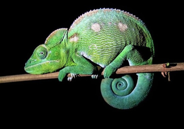 Sau khoảng 8 - 9 tháng, trứng tắc kè hoa Labord nở. Các con tắc kè hoa Labord non sẽ lớn rất nhanh và đạt độ tuổi trưởng thành sau đó khoảng 2 tháng. Ảnh: mangoartcollection.