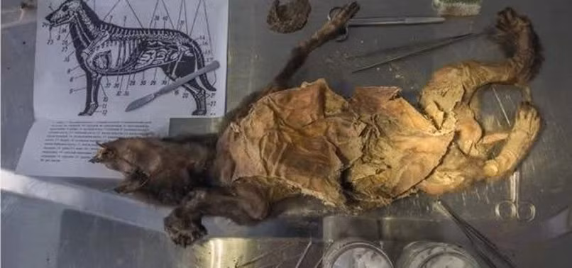 Việc các ướp con chó còn nguyên vẹn giúp ích rất nhiều cho việc nghiên cứu của các chuyên gia. Kết quả kiểm tra cho thấy nó chết khi khoảng 2 tháng tuổi và là một cá thể đực. Ảnh: anews.