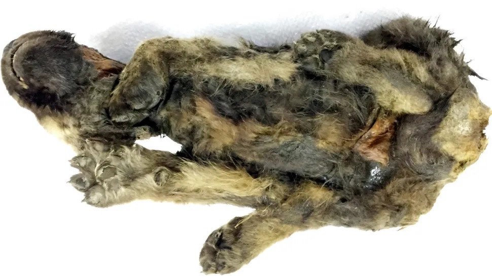 Để làm sáng tỏ bí ẩn này, các chuyên gia đã giải trình tự bộ gene của Dogor. Thế nhưng, họ chưa thể xác định con vật là chó sói hay chó nhà. Ảnh: Sergey Fedorov/The Siberian Times.