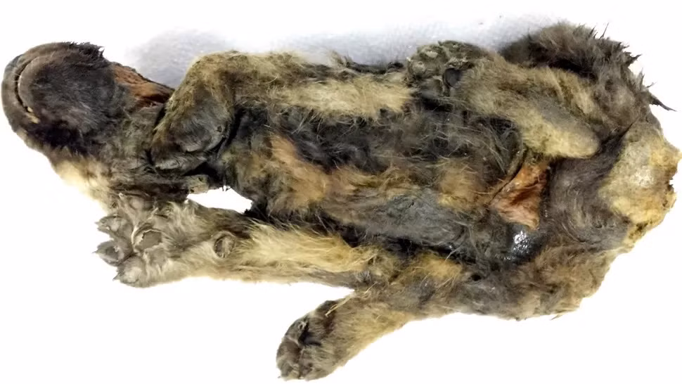 Để làm sáng tỏ bí ẩn này, các chuyên gia đã giải trình tự bộ gene của Dogor. Thế nhưng, họ chưa thể xác định con vật là chó sói hay chó nhà. Ảnh: Sergey Fedorov/The Siberian Times.