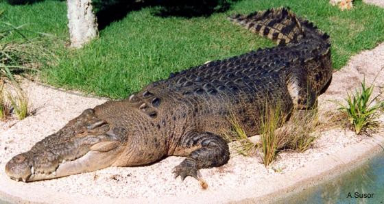 Cá sấu hoa cà có tên khoa học là Crocodylus porosus, từng được ghi nhận ở khu vực cửa sông Cần Giờ, vùng biển Côn Đảo và Phú Quốc, miền Nam Việt Nam. Lần ghi nhận gần đây nhất là ở đảo Phú Quốc vào năm 1994 nhưng không có minh chứng mẫu vật. Từ đó đến nay, không có bất cứ ghi nhận nào về loài cá sấu này trong tự nhiên. Ảnh: reptile-database.reptarium.cz.