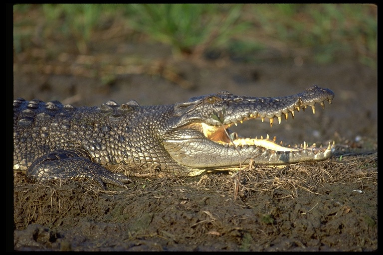 Nguyên nhân dẫn đến sự tuyệt chủng của loài cá sấu hoa cà chủ yếu là do săn bắt cạn kiệt làm thực phẩm và kỹ nghệ da. Ảnh: reptile-database.reptarium.cz.