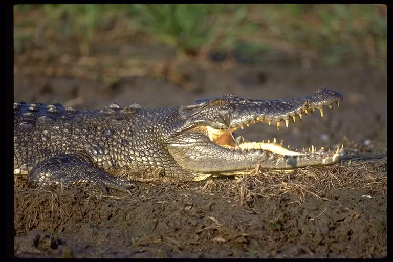 Nguyên nhân dẫn đến sự tuyệt chủng của loài cá sấu hoa cà chủ yếu là do săn bắt cạn kiệt làm thực phẩm và kỹ nghệ da. Ảnh: reptile-database.reptarium.cz.