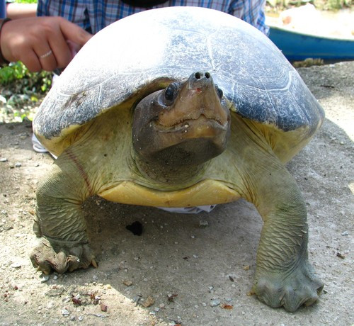 Theo các nhà khoa học, nguyên nhân khiến rùa ba-ta-gua miền nam tuyệt chủng ngoài tự nhiên bao gồm: bị săn bắt và trứng bị thu thập làm thực phẩm, sinh cảnh sống bị chia cắt, mất bãi đẻ... Ảnh: John Howes – some rights reserved (CC BY-NC).