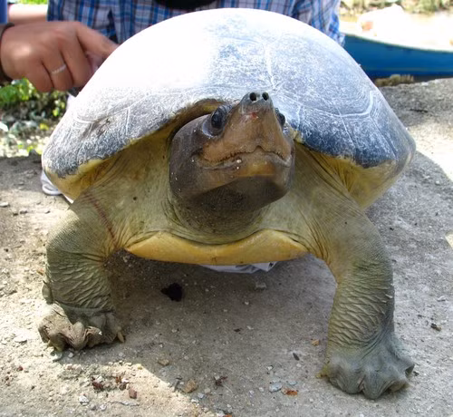 Theo các nhà khoa học, nguyên nhân khiến rùa ba-ta-gua miền nam tuyệt chủng ngoài tự nhiên bao gồm: bị săn bắt và trứng bị thu thập làm thực phẩm, sinh cảnh sống bị chia cắt, mất bãi đẻ... Ảnh: John Howes – some rights reserved (CC BY-NC).