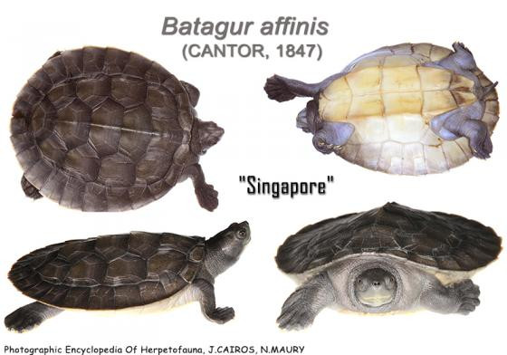 Rùa ba-ta-gua miền nam có tên khoa học là Batagur affinis. Loài động vật này từng phân bố ở vùng đồng bằng sông Cửu Long (chủ yếu là Kiên Giang, Cà Mau). Kể từ năm 1990 trở lại đây, loài rùa ba-ta-gua miền nam không được ghi nhận ngoài tự nhiên tại Việt Nam. Ảnh: reptile-database.reptarium.cz.