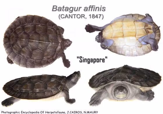 Rùa ba-ta-gua miền nam có tên khoa học là Batagur affinis. Loài động vật này từng phân bố ở vùng đồng bằng sông Cửu Long (chủ yếu là Kiên Giang, Cà Mau). Kể từ năm 1990 trở lại đây, loài rùa ba-ta-gua miền nam không được ghi nhận ngoài tự nhiên tại Việt Nam. Ảnh: reptile-database.reptarium.cz.