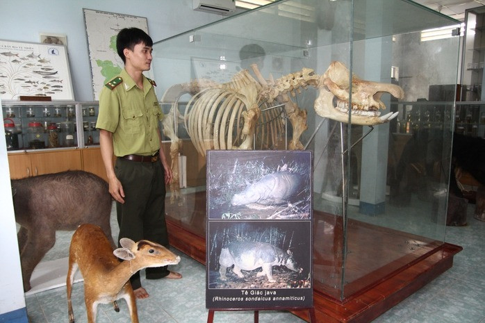 Tê giác Java một sừng có tên khoa học là Rhinoceros sondaicus. Cá thể tê giác Java một sừng cuối cùng ở Việt Nam đã bị bắn chết trước tại Vườn Quốc gia Cát Tiên (huyện Cát Tiên, tỉnh Lâm Đồng) vào năm 2010. Ảnh: Người lao động.