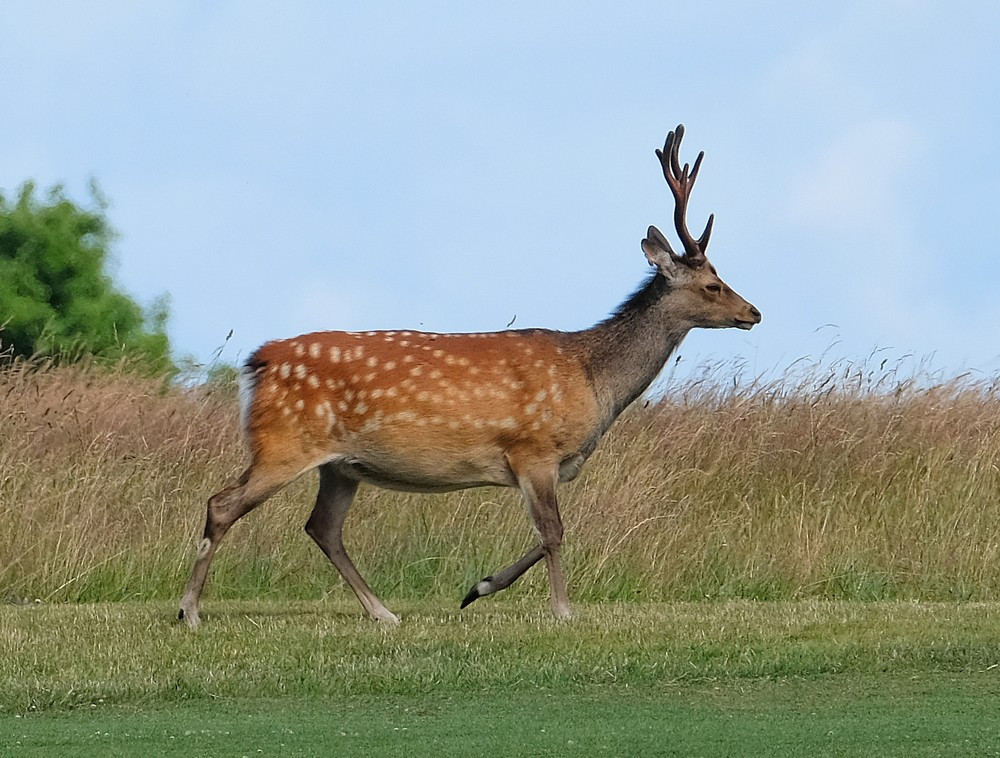 Loài hươu sao quý hiếm từng được ghi nhận phân bố ngoài tự nhiên ở Việt Nam. Tuy nhiên, từ năm 1990 đến nay, các chuyên gia không còn ghi nhận loài này ngoài tự nhiên. Từ đó, họ nhận định hươu sao đã tuyệt chủng ngoài tự nhiên. Ảnh: observation.