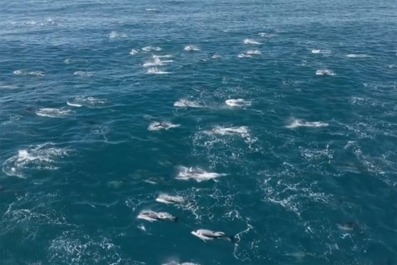 Ky thu dan ca heo khong lo 2.000 con xuat hien tai Vinh Monterey