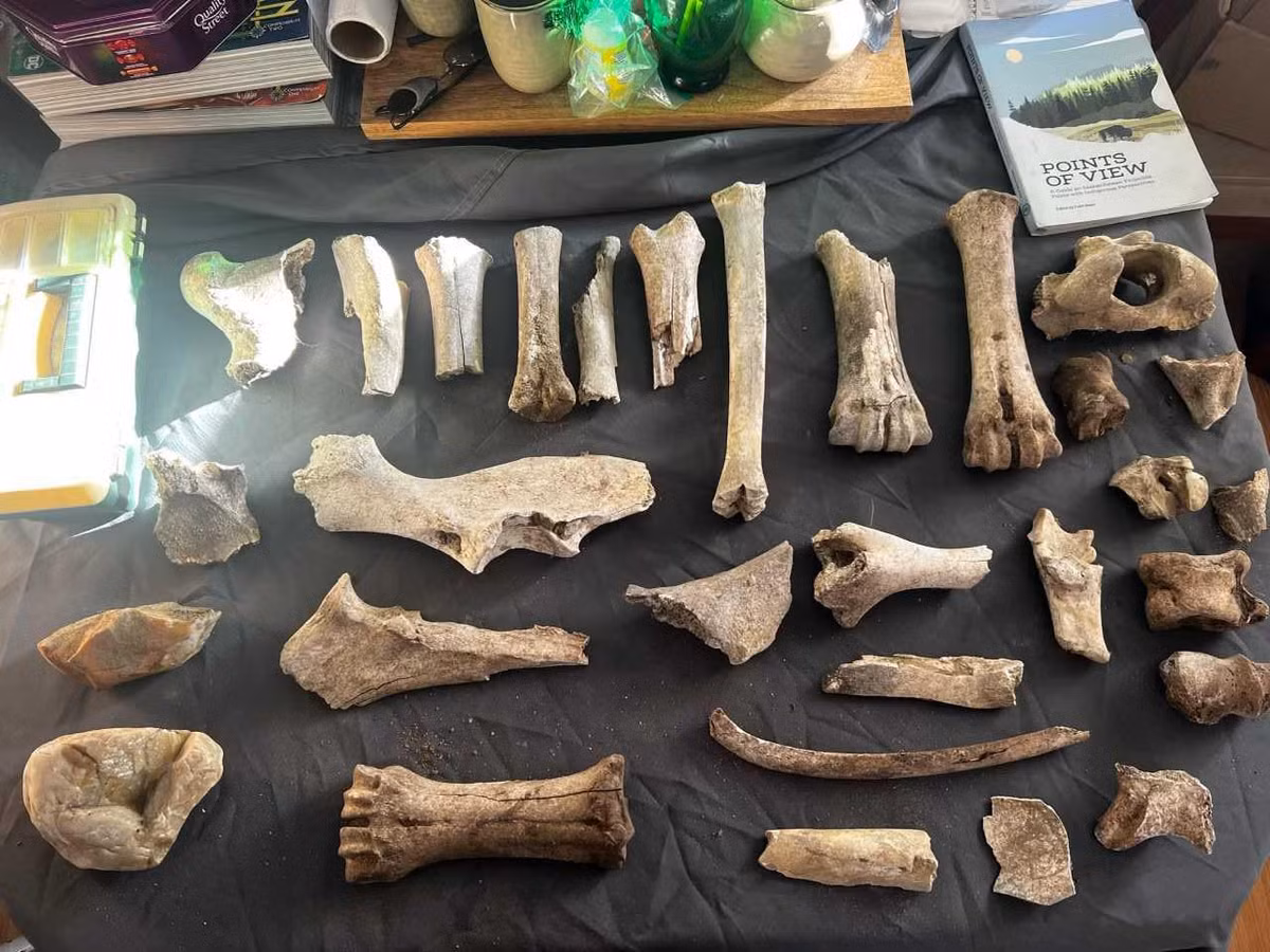 Âsowanânihk hiện đang được các nhà khảo cổ học, bao gồm chuyên gia Stuart, thực hiện các nghiên cứu, khảo sát và khai quật. Họ cũng làm việc với chính quyền địa phương để bảo vệ địa điểm khảo cổ này trước nguy cơ bị xói mòn hoặc bị phá hủy do các hoạt động khai thác gỗ trong khu vực. Ảnh: Submitted/ Dave Rondeau.