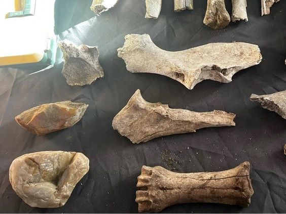 Than củi từ một trong những lò sưởi được xác định niên đại bằng phương pháp cacbon phóng xạ cho thấy chúng khoảng 10.700 năm tuổi. Điều này có nghĩa là người dân đã sống trong ngôi làng Âsowanânihk ngay sau khi kỷ băng hà cuối cùng kết thúc. Vào thời điểm ấy, đất đai thích hợp cho cây trồng phát triển. Ảnh: Sturgeon Lake First Nation.