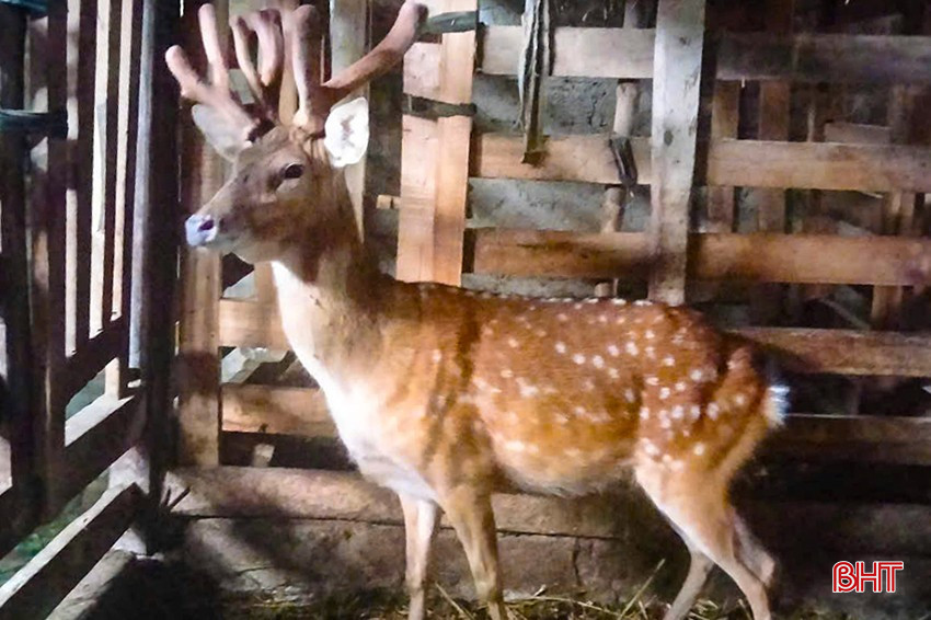 Tan muc con huou moc 3 sung, 6 nhanh co 1-0-2 o Viet Nam