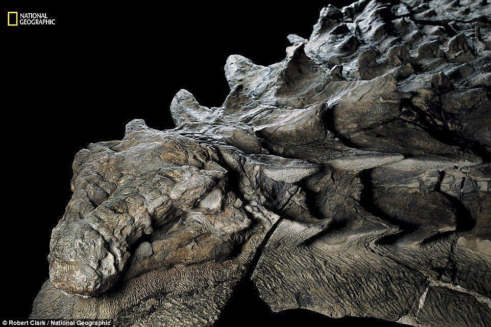 Thông thường, các nhà khoa học chỉ tìm thấy xương và răng của khủng long được bảo quản nguyên vẹn. Thế nhưng, hóa thạch khủng long bọc giáp Borealopelta markmitchelli vẹn nguyên từ da cho tới xương trong suốt 110 triệu năm. Ảnh: Robert Clark/National Geographic.