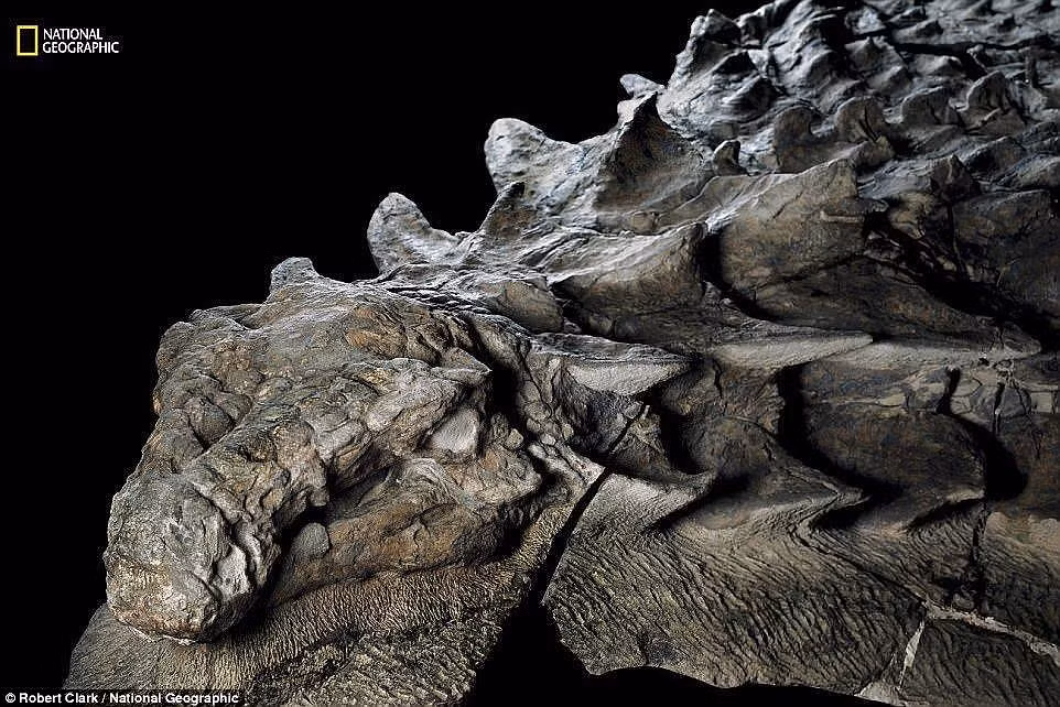 Thông thường, các nhà khoa học chỉ tìm thấy xương và răng của khủng long được bảo quản nguyên vẹn. Thế nhưng, hóa thạch khủng long bọc giáp Borealopelta markmitchelli vẹn nguyên từ da cho tới xương trong suốt 110 triệu năm. Ảnh: Robert Clark/National Geographic.