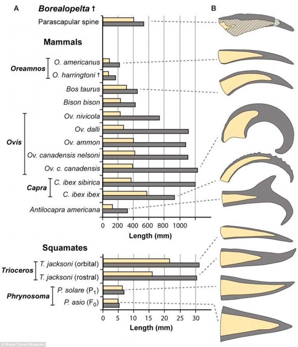 Theo các chuyên gia, con khủng long bọc giáp Borealopelta markmitchelli là loài ăn cỏ. Nó có chiều dài cơ thể 5,5m, nặng hơn 1,3 tấn. Con vật khổng lồ này nhanh chóng chìm xuống đáy một đại dương cổ đại sau khi chết vào khoảng 110 triệu năm trước. Ảnh: Royal Tyrrell Museum.