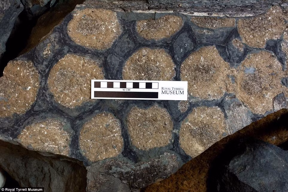 Các nhà khoa học suy đoán do vùi xác dưới đáy đại dương nên hóa thạch của con khủng long này mới nguyên vẹn theo thời gian. Do hóa thạch 3D nguyên vẹn đến mức trông hệt như con khủng long bị hóa đá ngay sau khi chết nên các nhà nghiên cứu đặt biệt danh cho nó là "rồng ngủ" hay "xe tăng 4 chân". Ảnh: Royal Tyrrell Museum.