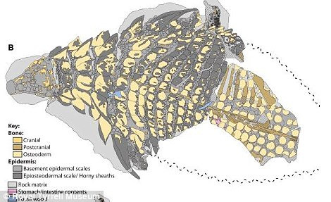 Các chuyên gia cũng phát hiện lớp vỏ hóa thạch được tạo thành từ keratin bao quanh các tấm áo giáp, giúp tăng thêm khối lượng và chiều dài của chúng. Ảnh: Royal Tyrrell Museum.