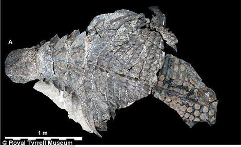 Nghiên cứu của các chuyên gia chỉ ra những chiếc gai nhọn khổng lồ, dọc theo cổ và vai của khủng long bọc giáp Borealopelta markmitchelli 4 chân có thể được dùng để thu hút bạn tình và chống lại kẻ thù. Ảnh: Royal Tyrrell Museum.