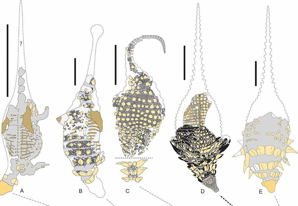 Tiến sĩ Brown và các cộng sự đã nghiên cứu sự thay đổi của những tấm giáp trên cơ thể của con khủng long bọc giáp Borealopelta markmitchelli. Ảnh: Royal Tyrrell Museum.