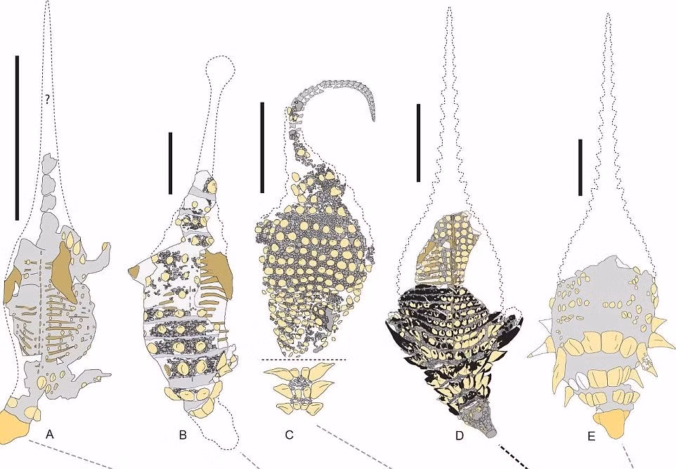 Tiến sĩ Brown và các cộng sự đã nghiên cứu sự thay đổi của những tấm giáp trên cơ thể của con khủng long bọc giáp Borealopelta markmitchelli. Ảnh: Royal Tyrrell Museum.