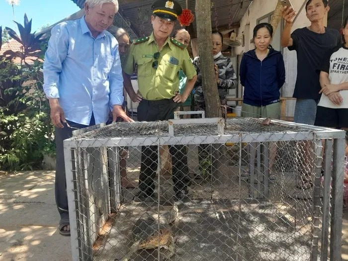 Ngày 12/8/2024, Hạt Kiểm lâm thị xã Hương Thủy, tỉnh TT-Huế cho hay đơn vị đã tiếp nhận cá thể kỳ đà hoa quý hiếm nặng 7 kg do người dân tự nguyện giao nộp. Ảnh: Công lý.