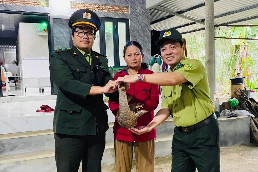 Trước đó, nhiều cá thể động vật quý hiếm được người dân ở nhiều nơi tại Việt Nam phát hiện, tự nguyện giao nộp cho cơ quan chức năng để thả về môi trường tự nhiên. Gần đây, vào ngày 31/12/2024, một cá thể tê tê Java quý hiếm đã được lực lượng chức năng thả về tự nhiên. Cá thể tê tê quý hiếm này nặng 2,5 kg, tình trạng sức khỏe ổn định, do bà Lê Thị Hiền (trú tại thôn La Khê Bãi, xã Hương Thọ, thành phố Huế) giao nộp vào chiều 30/12. Ảnh: Kiểm lâm Thừa Thiên Huế.