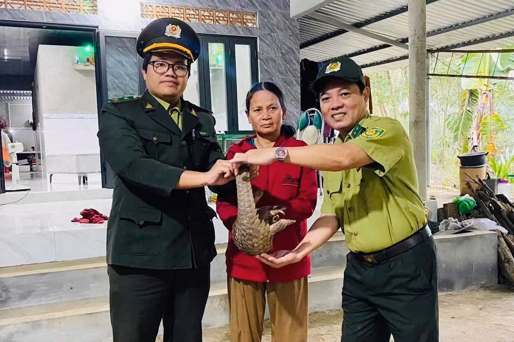 Trước đó, nhiều cá thể động vật quý hiếm được người dân ở nhiều nơi tại Việt Nam phát hiện, tự nguyện giao nộp cho cơ quan chức năng để thả về môi trường tự nhiên. Gần đây, vào ngày 31/12/2024, một cá thể tê tê Java quý hiếm đã được lực lượng chức năng thả về tự nhiên. Cá thể tê tê quý hiếm này nặng 2,5 kg, tình trạng sức khỏe ổn định, do bà Lê Thị Hiền (trú tại thôn La Khê Bãi, xã Hương Thọ, thành phố Huế) giao nộp vào chiều 30/12. Ảnh: Kiểm lâm Thừa Thiên Huế.