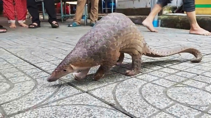 Ngày 25/10/2024, Chi cục Kiểm lâm TP.HCM thông tin phát hiện 2 con tê tê Java quý hiếm tại Trung tâm Công nghệ sinh học TP.HCM và Trường THCS Nguyễn An Ninh ở phường Trung Mỹ Tây (quận 12) vào đêm 20/10. Chi cục Kiểm lâm TP.HCM đã tiếp nhận, cứu hộ và thả về tự nhiên theo quy định. Ảnh lực lượng chức năng cung cấp.