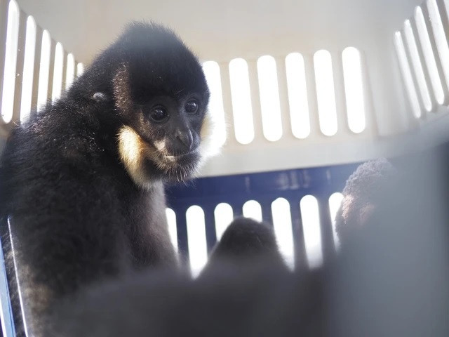 Ngày 10/5/2024, Vườn quốc gia Cúc Phương (tại huyện Nho Quan, tỉnh Ninh Bình) cho biết đơn vị đã tiếp nhận, cứu hộ an toàn cá thể vượn đen má hung cực kỳ quý hiếm được một người dân giao nộp. Trước đó, anh Lương Văn Thế (quận Hải An, TP Hải Phòng) đã phát hiện con vật này đi lạc vào đầm nhà. Ảnh: Người lao động.