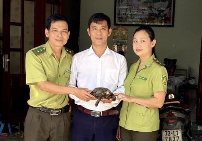 Vào ngày 20/4/2024, Hạt Kiểm lâm TP Huế thông tin trong 3 ngày từ 17 - 19/4, cơ quan này tiếp nhận 3 cá thể động vật quý hiếm gồm: rùa hộp trán vàng Miền Trung, rùa núi vàng và rùa núi viền do người dân tự nguyện giao nộp để thả về môi trường tự nhiên. Ảnh: Kiểm lâm cung cấp.