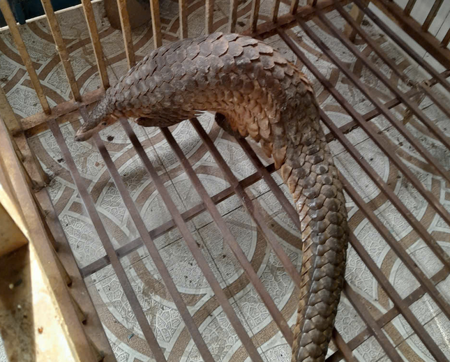 Vào ngày 30/12/2024, Công an xã Tiến Lợi (TP Phan Thiết, tỉnh Bình Thuận) đã bàn giao một cá thể tê tê nặng khoảng 5 kg cho Hạt kiểm lâm Phan Thiết để hoàn tất các thủ tục để thả vào Khu bảo tồn thiên nhiên Tà Cú. Cá thể này được người dân phát hiện đi lạc vào nhà rồi báo cho chính quyền địa phương cùng vây bắt. Ảnh: Tiền phong.