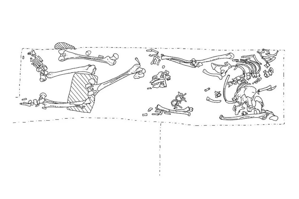 Các nhà nghiên cứu dẫn chứng rằng, những vết thương đã lành trên thi hài cho thấy người đàn ông khi còn sống đã có một cuộc sống đầy bạo lực. Những vết thương trên hộp sọ đã dẫn tới cái chết của người này. Ảnh: SK Schendzielor.