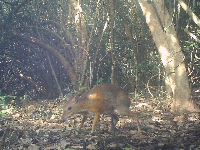 Là thú móng guốc nhỏ nhất, nhìn giống hươu nhưng không có tuyến lệ, cheo cheo lưng bạc là loài thú móng guốc đặc hữu của Việt Nam. Gần đây, các chuyên gia phát hiện sự xuất hiện trở lại của cheo cheo lưng bạc sau gần 30 biến mất nhờ đặt bẫy ảnh trên toàn lâm phận Vườn quốc gia Núi Chúa. Ảnh: Vườn quốc gia Núi Chúa.