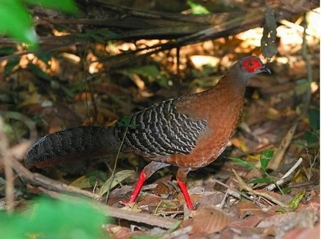 Gà lôi hông tía có tên khoa học là Lophura diardi, thuộc họ: Trĩ (Phasianidae), bộ: Gà (Galliformes). Đây là một trong những loài được ghi nhận nhiều nhất ở Vườn quốc gia Núi Chúa tại khu vực rừng bán khô hạn. Ảnh: Nhân dân.