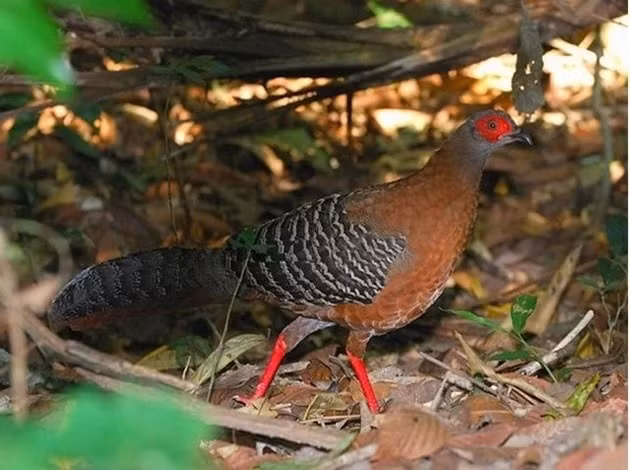 Gà lôi hông tía có tên khoa học là Lophura diardi, thuộc họ: Trĩ (Phasianidae), bộ: Gà (Galliformes). Đây là một trong những loài được ghi nhận nhiều nhất ở Vườn quốc gia Núi Chúa tại khu vực rừng bán khô hạn. Ảnh: Nhân dân.