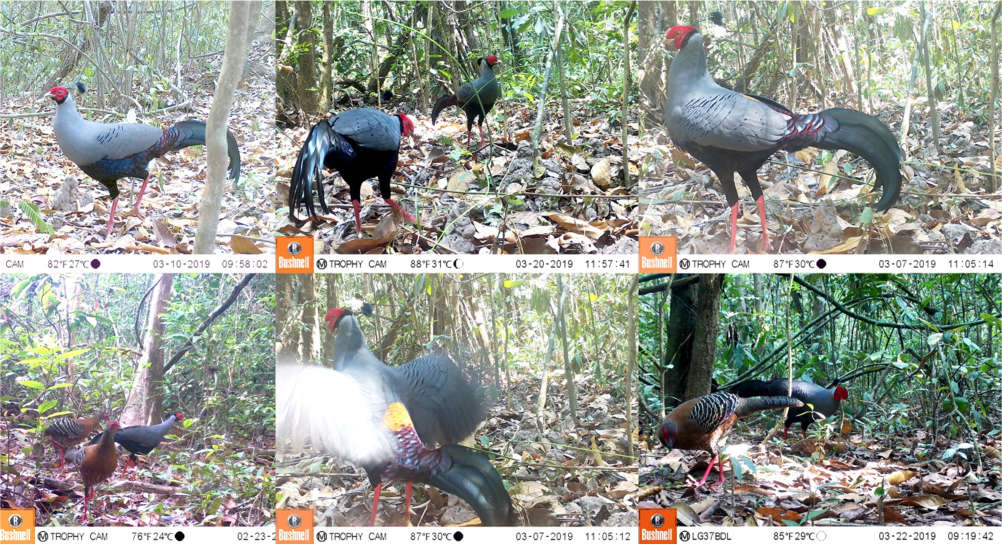 Trong Sách đỏ Việt Nam, gà lôi tía được phân hạng CR (Critically Endangered) - cực kỳ nguy cấp, có nguy cơ tuyệt chủng. Cả con đực và cái đều có mỏ đen, mắt nâu, chân màu hồng. Vào ban ngày, chúng kiếm ăn ở mặt đất trong khi ban đêm bay lên các bụi cây thấp đậu ngủ. Ảnh: Tây Ninh Online.