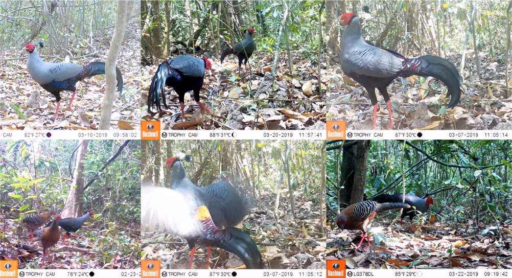 Trong Sách đỏ Việt Nam, gà lôi tía được phân hạng CR (Critically Endangered) - cực kỳ nguy cấp, có nguy cơ tuyệt chủng. Cả con đực và cái đều có mỏ đen, mắt nâu, chân màu hồng. Vào ban ngày, chúng kiếm ăn ở mặt đất trong khi ban đêm bay lên các bụi cây thấp đậu ngủ. Ảnh: Tây Ninh Online.