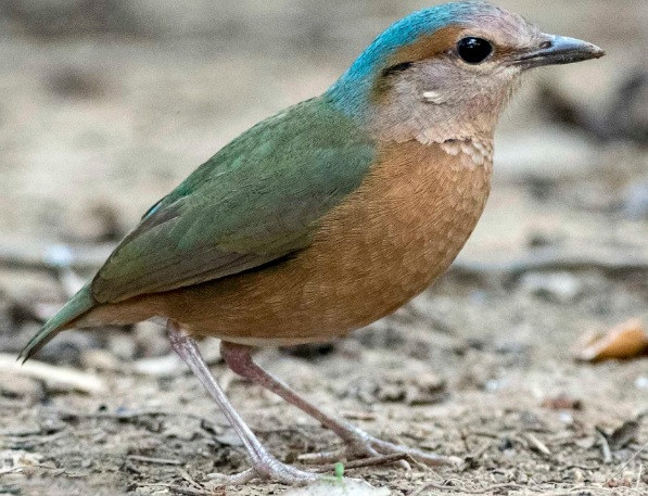 Loài chim đuôi cụt đầu xám sống ở rừng lá rộng thường xanh, bán thường xanh, thỉnh thoảng ghi nhận trong rừng hỗn giao rụng lá, rừng thứ sinh. Ảnh: jimmy Yao/ebird.org.