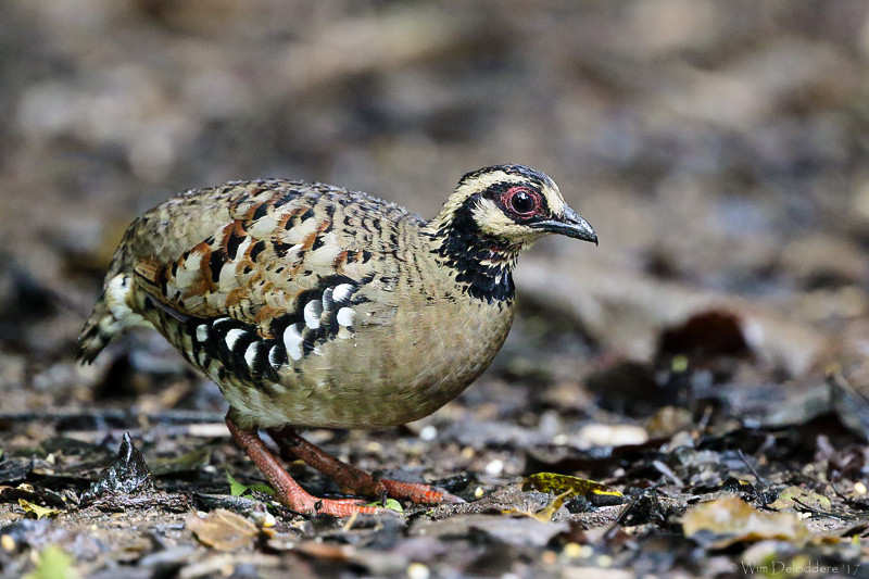Gà so họng trắng có tên khoa học là Arborophila brunneopectus. Khi trưởng thành, mỗi cá thể có chiều dài khoảng 27 - 30 cm. Ảnh: observation.