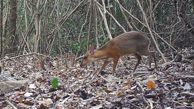 Cheo cheo lưng bạc là loài động vật quý hiếm có tên khoa học là Tragulus versicolor. Đây là một trong 6 loài cheo cheo được ghi nhận trên thế giới. Tại Việt Nam, 2 loài được ghi nhận là: cheo cheo lưng bạc và cheo cheo Nam Dương. Ảnh: Vườn quốc gia Núi Chúa.