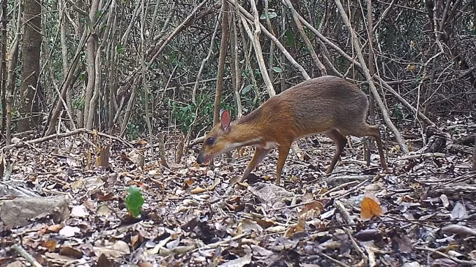 Cheo cheo lưng bạc là loài động vật quý hiếm có tên khoa học là Tragulus versicolor. Đây là một trong 6 loài cheo cheo được ghi nhận trên thế giới. Tại Việt Nam, 2 loài được ghi nhận là: cheo cheo lưng bạc và cheo cheo Nam Dương. Ảnh: Vườn quốc gia Núi Chúa.