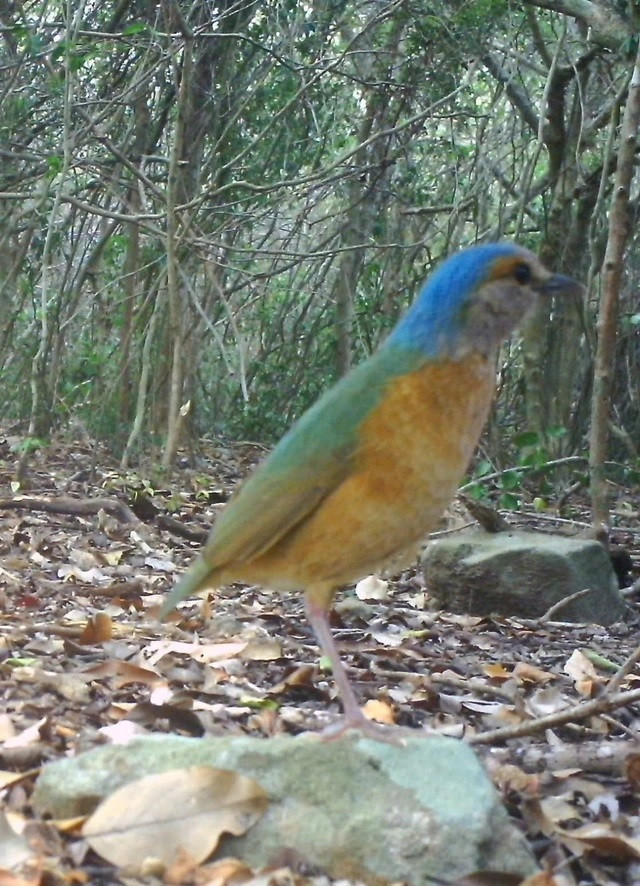 Chim đuôi cụt đầu xám có tên khoa học là Hydrornis soror. Khi trưởng thành, mỗi cá thể có chiều dài khoảng 20 - 22 cm. Ảnh: Vườn quốc gia Núi Chúa.