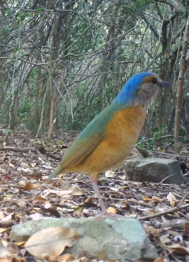 Chim đuôi cụt đầu xám có tên khoa học là Hydrornis soror. Khi trưởng thành, mỗi cá thể có chiều dài khoảng 20 - 22 cm. Ảnh: Vườn quốc gia Núi Chúa.