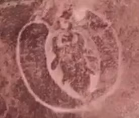 Do không phát hiện bất cứ hình vẽ nào chạm khắc hoạt động nông nghiệp nên các nhà nghiên cứu tin rằng nền văn minh tạo ra chúng chủ yếu là những người săn bắn và hái lượm. Họ phụ thuộc nhiều vào việc săn bắn để tìm kiếm thức ăn. Ảnh: bbc.com.