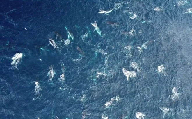 Đàn cá voi lưng gù gồm khoảng 50 con cùng săn mồi ở vùng biển ngoài khơi Australia. Ảnh: David Rogers Photography.